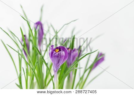 Blue Crocuses Flowers On A White Background, Pring Bulbs In Bloom