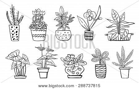 Houseplants In Flowerpots. Vector Hand Drawn Outline Black And White Sketch Illustration Isolated On