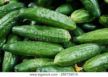 Cucumber Background Cucumber Harvest. Many Cucumbers. Cucumbers From The Field.