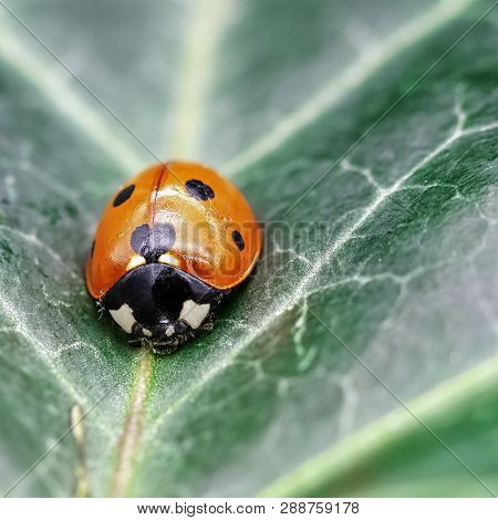 Coccinella Septempunctata, Known As Seven-spot Ladybird, Seven-spotted Ladybug, C-7 Or Seven-spot La