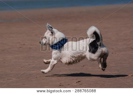 A Small Black And White Dog In A Scarf Runs Along The Sandy Beach Without Touching The Ground With I