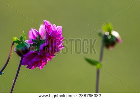 Purple Dahlia In Green Meadow. Pink Dahlia On Green Nature Background. Dahlia Is Mexican Plant Of Th