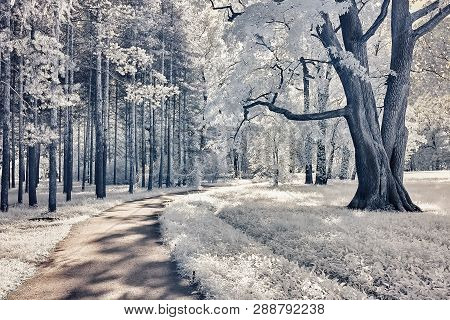 Infrared Photo Taken By A Special Modified Camera With Infrared Filter.
