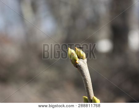 The First Spring Gentle Leaves, Buds And Branches Macro Background