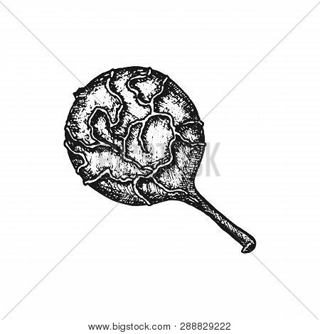 Cubeb Pepper. Hand-drawn Sketch Of The Fruit Of Dry Pepper Kubeba With A Tail Isolated On A White Ba