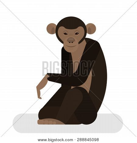 Chimpanzee From The Jungle. African Monkey Character