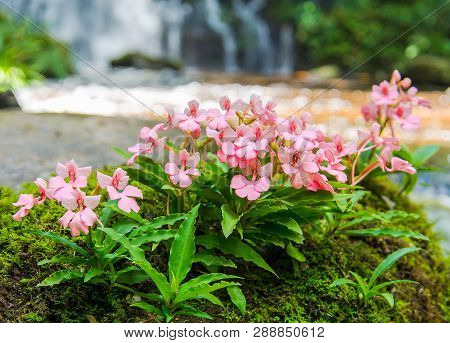 Plant Rare Pink Flower Growing On The Rock With Green Mos Fern And Waterfall Stream River Background