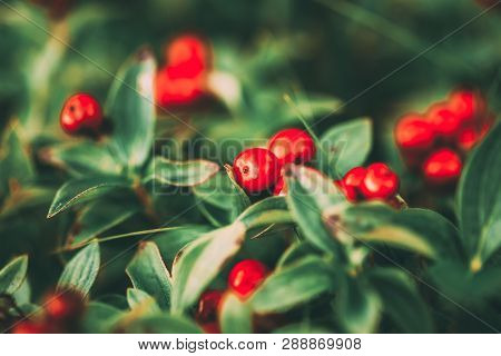 Wild Growing Lingon Berries Closeup, Norway Nature