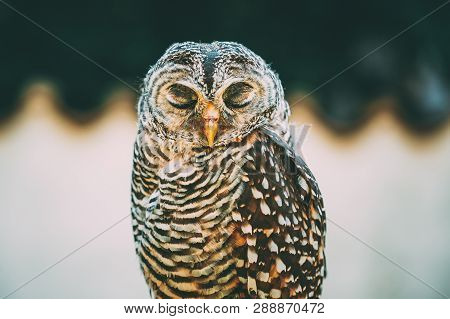 Rufous-legged Owl Strix Rufipes Is A Medium Sized Owl With No Ear Tufts. Wild Bird. Close Up Head, F