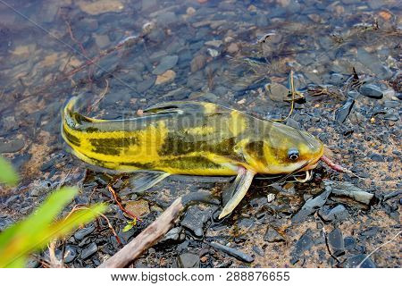Orca Scripus (lat. Tachysurus Fulvidraco) Is A Species Of Freshwater Fish. Caught And Extracted From