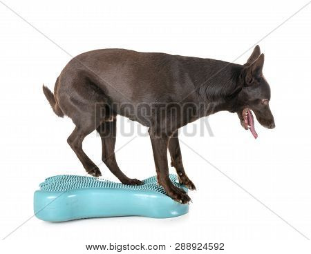 Australian Kelpie In Front Of White Background