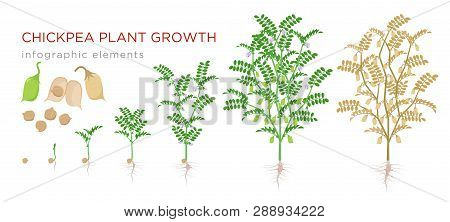 Chickpea Plant Growth Stages Infographic Elements. Growing Process Of Chickpeas From Seeds, Sprout T