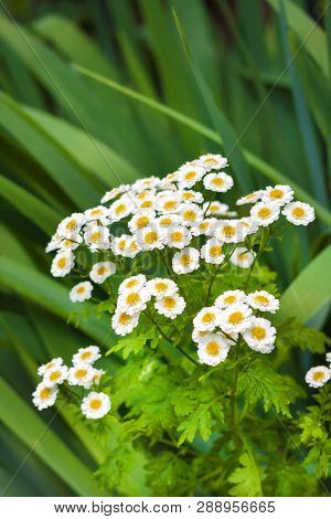 Flowering Pyrethrum Closeup. Pyrethrum Contains Pyrethrin Used As An Natural Insecticide