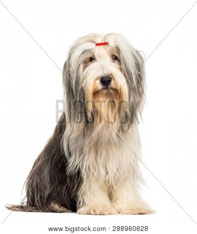 Bearded Collie sitting in front of white background