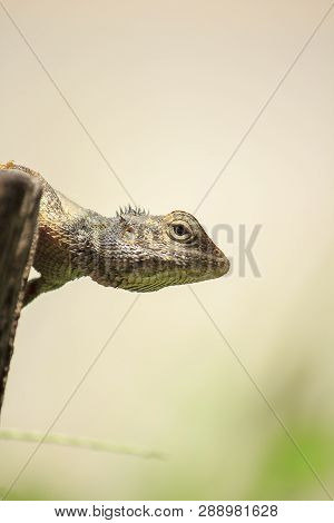 Chameleon On The Dry Wood Is A Reptile Of The Sub-genus Lacertilia Or Sauria
