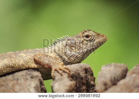 Chameleon On The Dry Wood Is A Reptile Of The Sub-genus Lacertilia Or Sauria