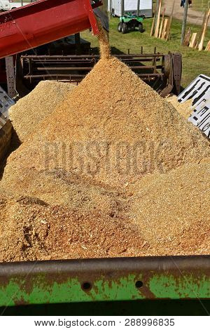 Sawdust Leaves An Augur And Piles Up Inside An Old Manure Spreader At A Sawmill