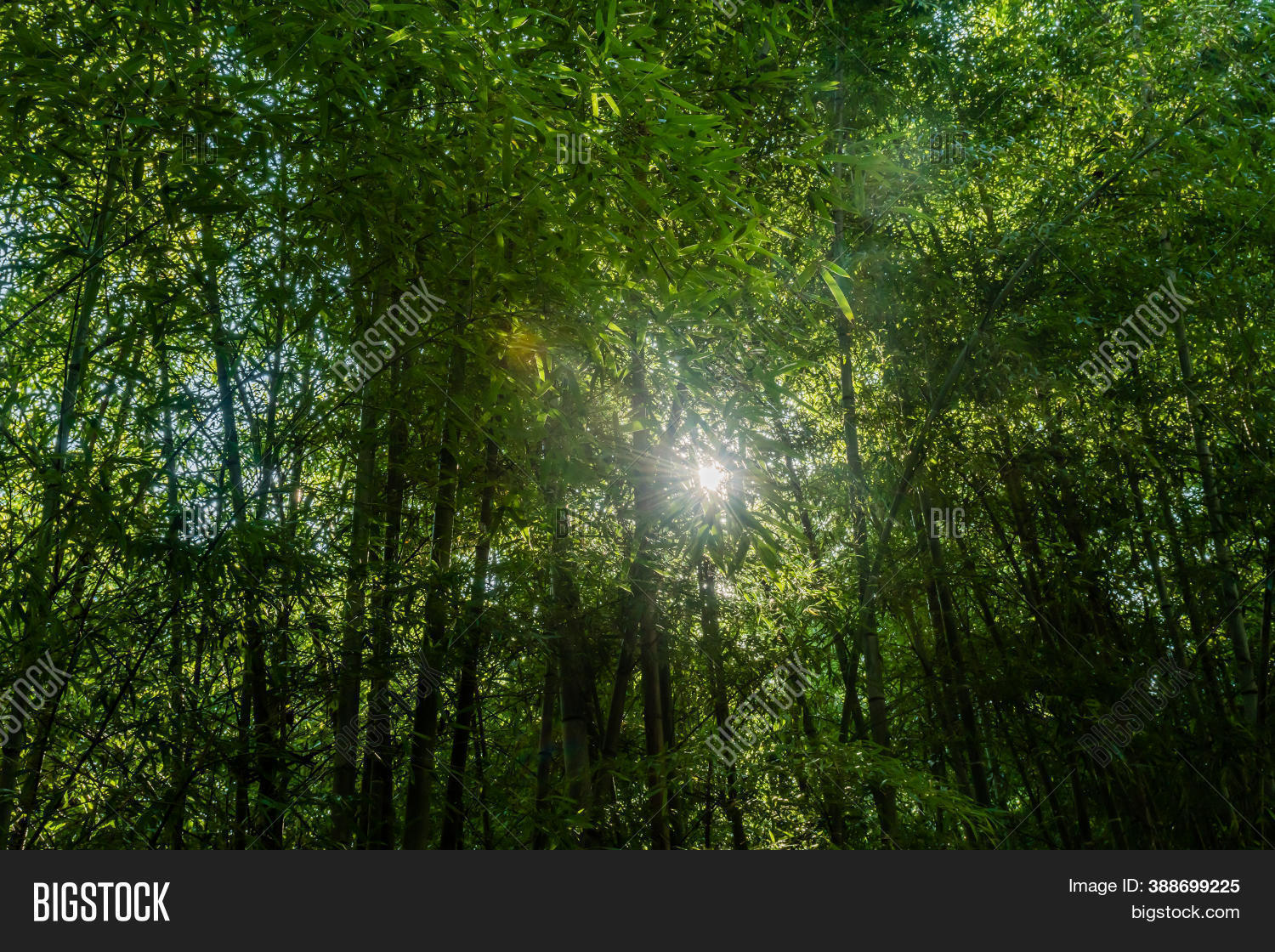 Morning Sun Shining Image & Photo (Free Trial) | Bigstock