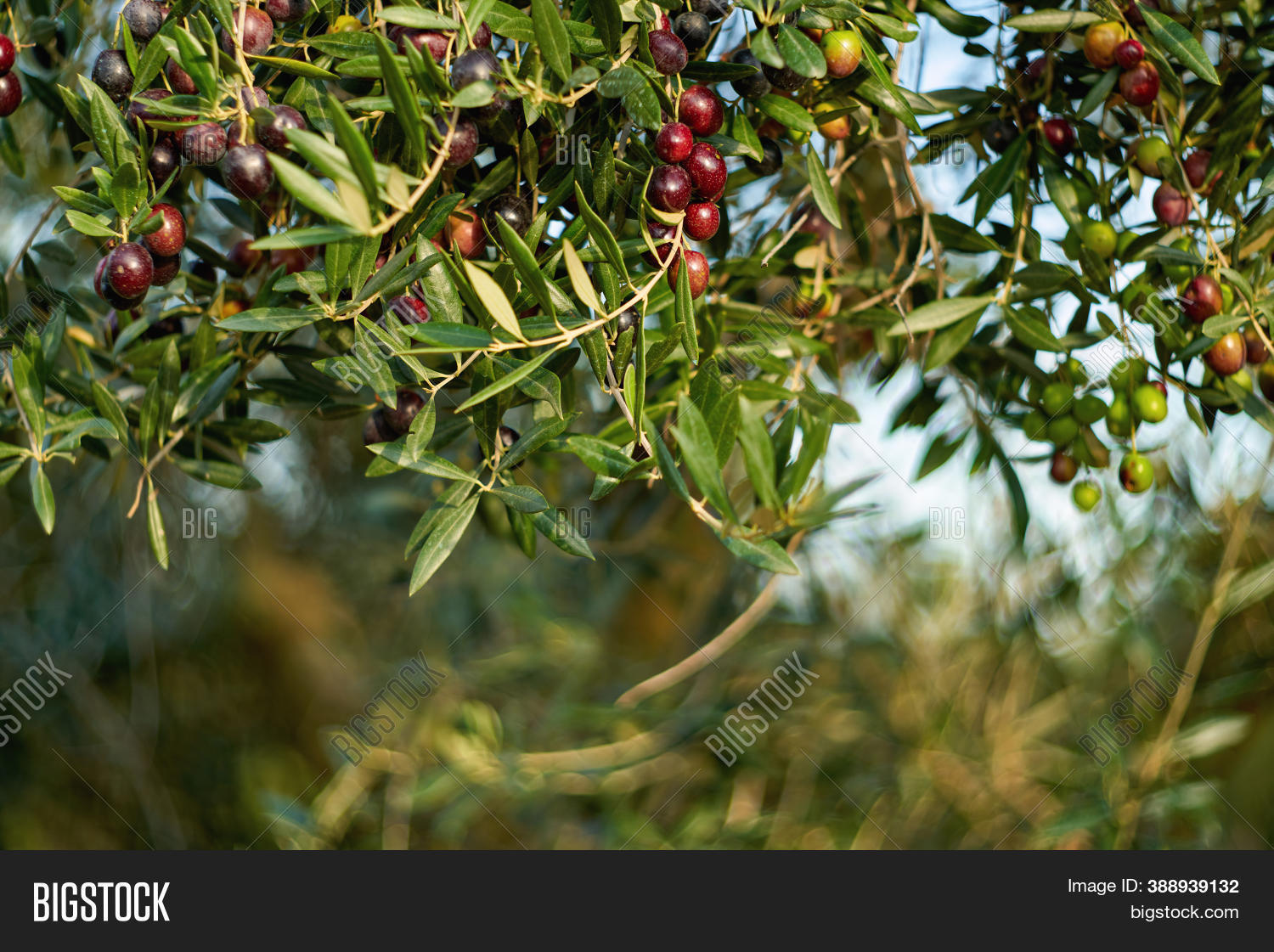 Olive Fruits On Branch Image & Photo (Free Trial) Bigstock