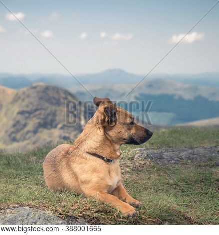 A Dog Is A Great Company While Walking The Hills