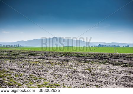 Natural Landscape Of Rural Central Scotland. Green Fields, Alleys Of Trees And Misty Ochil Hills.