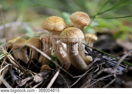 Honey Fungus (armillaria Mellea) Grow On The Ground In A Deciduous-coniferous Forest. A Group Of Edi