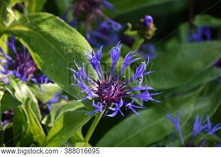 Very Pretty Look At A Blooming Bachelor Button Flower Blossom.