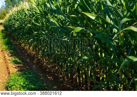 A Green Field Of Corn Growing Up In The Autumne. Rows Of Fresh Unpicked Corns.