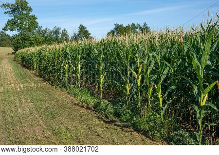 A Green Field Of Corn Growing Up In The Autumne. Rows Of Fresh Unpicked Corns.