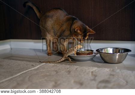 Unusual Friendship Of A Cat And An Exotic Reptile, Pets Eat From One Bowl, A Purebred Brown Cat And 