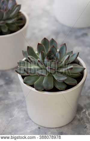 Echeveria Hercules Succulent Live Decorative Househol Plant In Pot