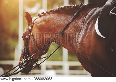 A Beautiful Bay Racehorse With A Braided Mane And A Saddle On Its Back Is Led By The Bridle Rein In 
