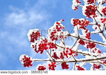 Twigs With Red Berries Viburnum Opulus (common Names: Guelder-rose, Water Elder, Cramp Bark, Snowbal
