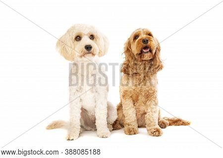 White Mixed Breed Dog And A Brown Cockapoo