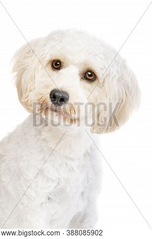 White Mixed Breed Dog