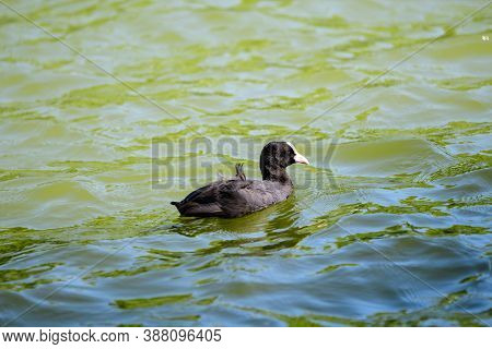 One Small Black Eurasian Coot Bird Also Known As Common Or Australian Coot, Swiming On A Lake In A S