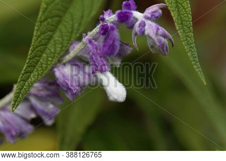 Buds Of A Mexican Bush Sage, Salvia Leucantha