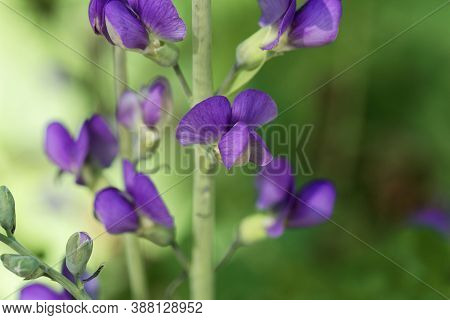 Flower Of A Blue Wild Indigo, Baptisia Australis.