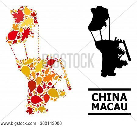 Mosaic Autumn Leaves And Usual Map Of Macau. Vector Map Of Macau Is Formed With Random Autumn Maple 