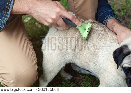 Person Combs Dog With A Metal Grooming Comb. Seasonal Molting Of Pets And Removal Of Excess Undercoa