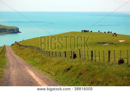 Štěrková cesta a krávy za plotem farma
