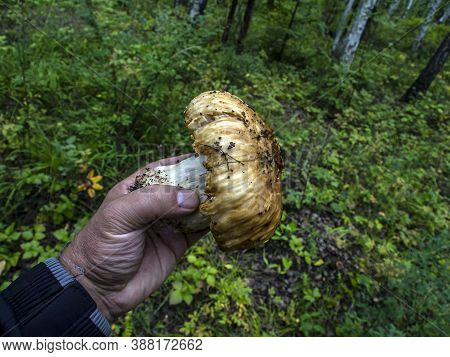 Edible Mushroom With The Latin Name Russula Foetens In The Hands Of A Person