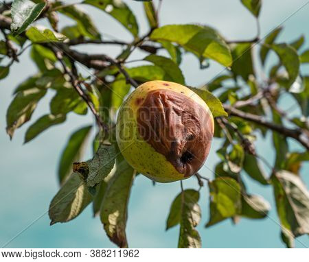 Plant Diseases. Monilinia Fructigena. Fruit Rot. Infected Apples Grow On A Tree Branch In The Orchar