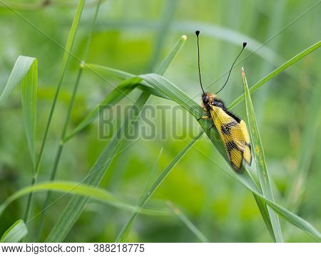 Owlfly Libelloides Macaronius Male - Yellow And Black Insect On Grass