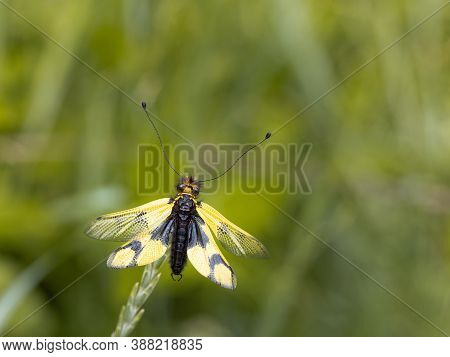 Owlfly Libelloides Macaronius Male - Yellow And Black Insect On Grass