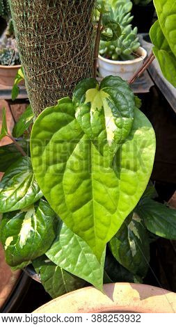 Closeup View Of Betel Leaf Plant For Multipurpose Use