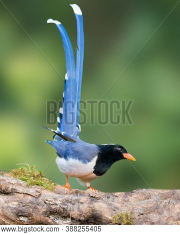 A Gorgeous Red-billed Blue Magpie (urocissa Erythroryncha), Perched On A Tree Branch And With It's T