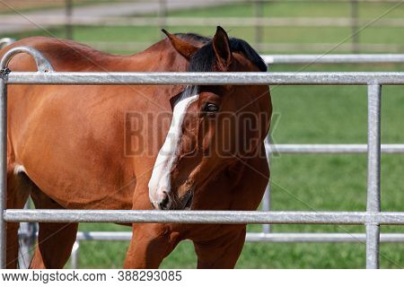 Reddish Brown Standing Horse With Vibrant Colors In A Metal Grid Box, The Facial Expression Looks Sa