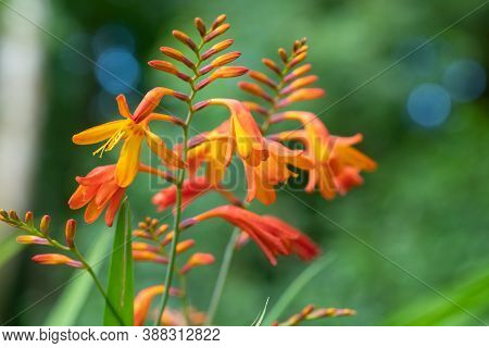 Crocosmia X Crocosmiflora