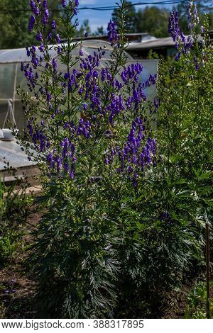 Blue Purple Monkshood, Aconite Flowers, Wolfsbane On Green Bush, Perennial In Summer Garden, Greenho